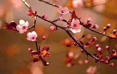 Fotobehang roze japanse bloesem_AS80382939